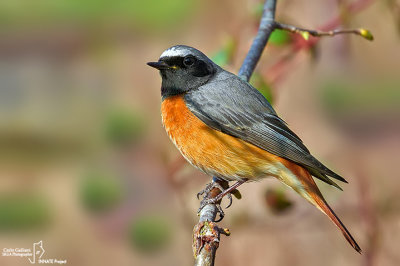 Codirosso - Common Redstart (Phoenicurus phoenicurus)