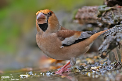 Frosone- Hawfinch (Coccothraustes coccothraustes)