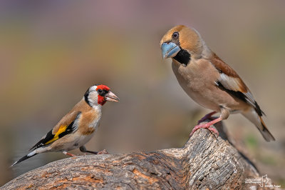 Cardellino -European Goldfinch (Carduelis carduelis) & Frosone- Hawfinch (Coccothraustes coccothraustes)