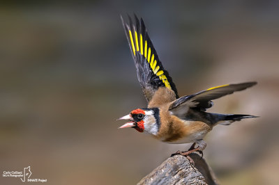 Cardellino -European Goldfinch (Carduelis carduelis)