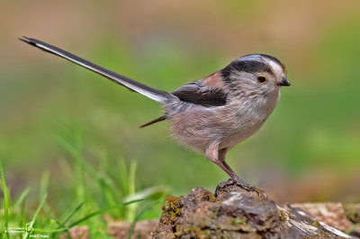 Codibugnolo- Long-tailed Tit(Aegithalos caudatus)