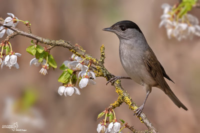 Capinera-Blackcap(Sylvia atricapilla)