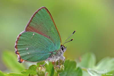 Callophrys rubi