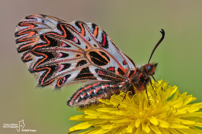 Zerynthia polyxena