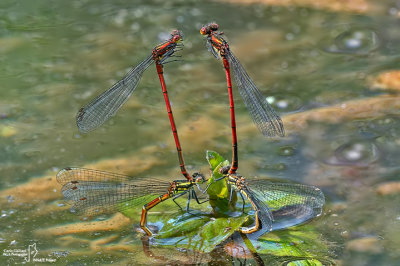 Pyrrhosoma nymphula