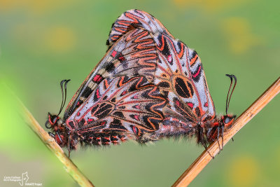 Zerynthia polyxena