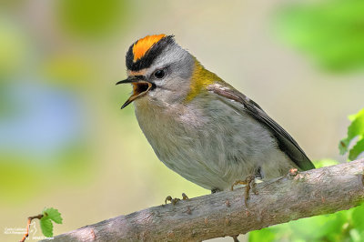 Fiorrancino - Firecrest (Regulus ignicapillus)