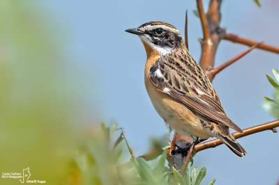 Stiaccino-Whinchat(Saxicola rubetra)