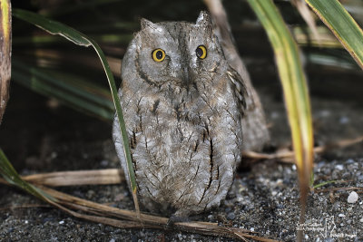 Assiolo-European Scops Owl (Otus scops)