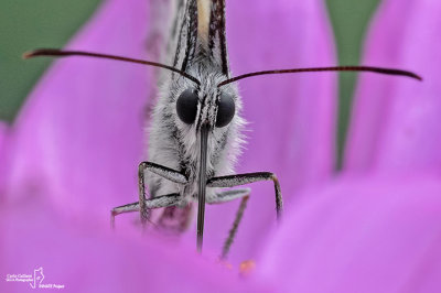 Melanargia galathea