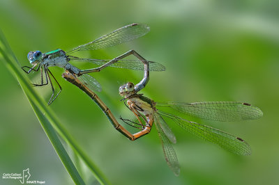 Lestes sponsa