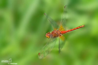 Sympetrum flaveolum