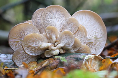 oesterzwam, poelbos Goes