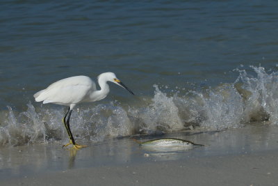 escaping the dolphin, meeting the egret