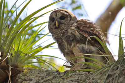 barred owl