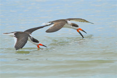 black skimmer