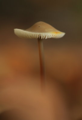 paddenstoelen  fungi