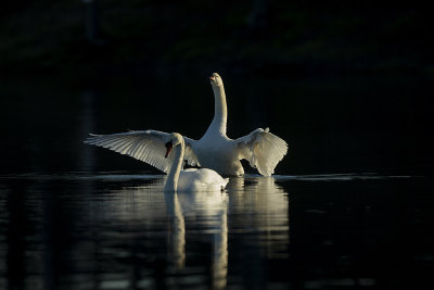 Mute Swan i love!