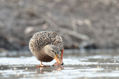 Mallard (1).