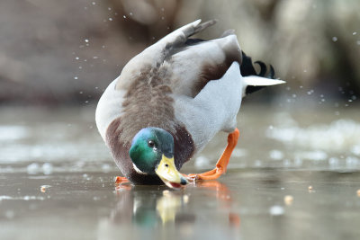 Mallard (2).