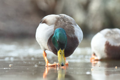 Mallard (3).