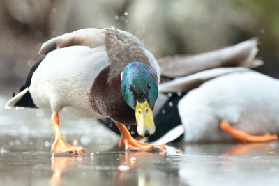 Mallard (4).