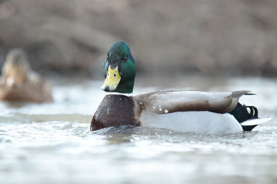 Mallard (5).