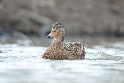Mallard (6).