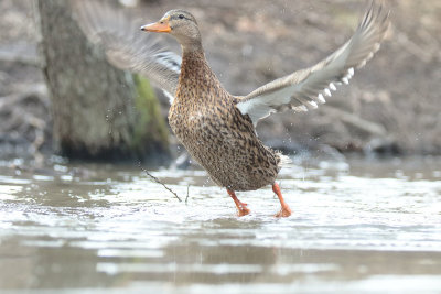 Mallard (7).