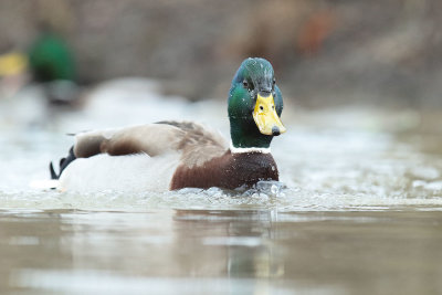 Mallard (8).