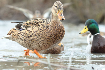 Mallard (9).