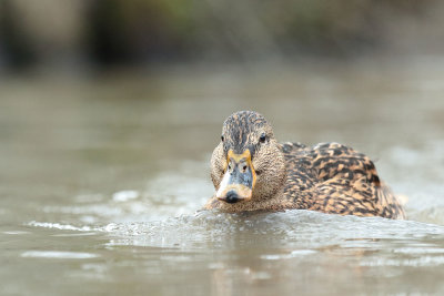 Mallard (10).