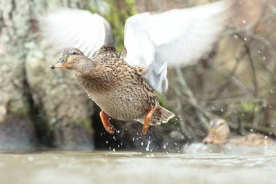 Mallard (11).