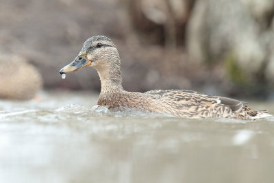Mallard (12).