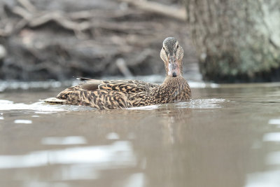 Mallard (13).