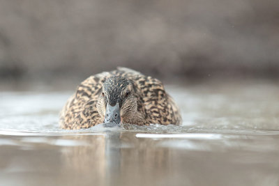 Mallard (14).