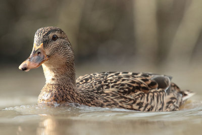 Mallard (15).