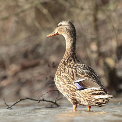 Mallard (16).