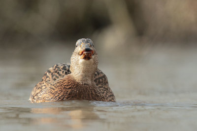 Mallard (17).