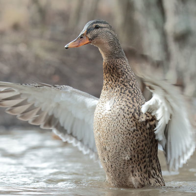 Mallard (18).