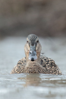 Mallard (20).