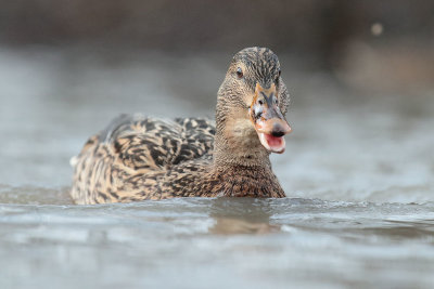 Mallard (21).