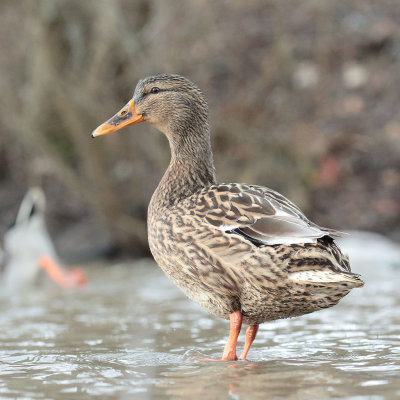 Mallard (22).