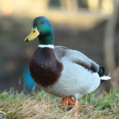 Mallard (23).
