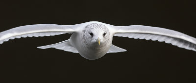 Common Gull