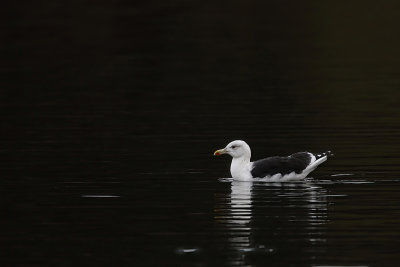 Lesser black-backed gull