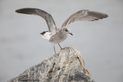 Mew gull