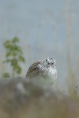 Mew gull 2