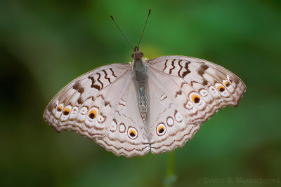 Grey Pansy