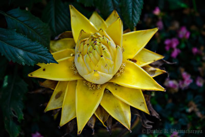 Chinese Lotus Banana Flower